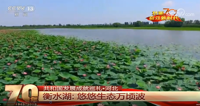 美丽的衡水湖